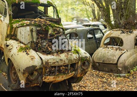 Versteckt im schwedischen Wald, wird ein Autofriedhof voll von alten Autos `s den 50er Jahren von der Natur zurückgenommen. Stockfoto